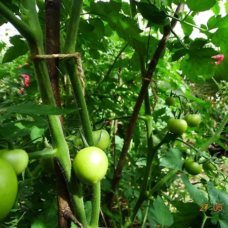 Nar بيت ضيافة أوليمبوس