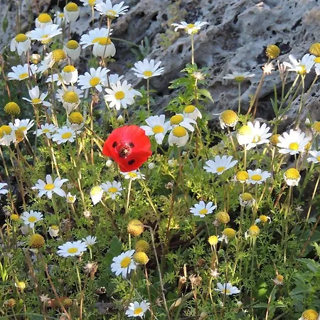 Nar Guest house Olympos