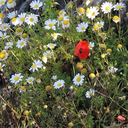 Nar * Olympos