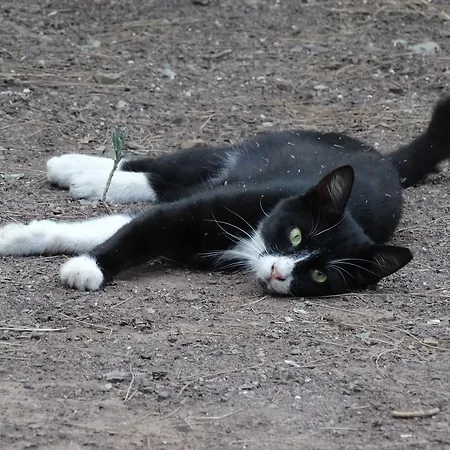 بيت ضيافة Nar *